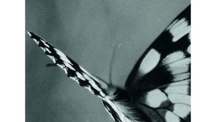 “E la farfalla a lungo volò”, il mio nuovo romanzo per il Salone di Torino , è già in prevendita